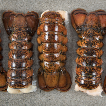 lobster