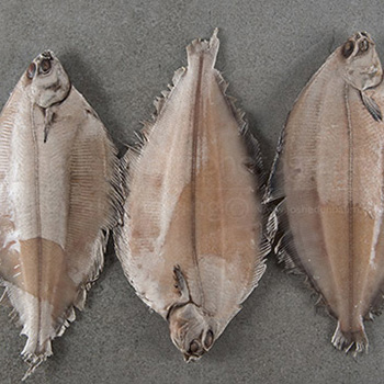 fish-350 fish-350