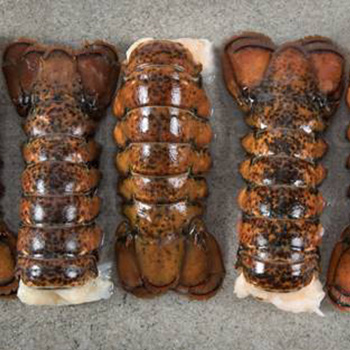 seatrek-lobster-tails seatrek-lobster-tails